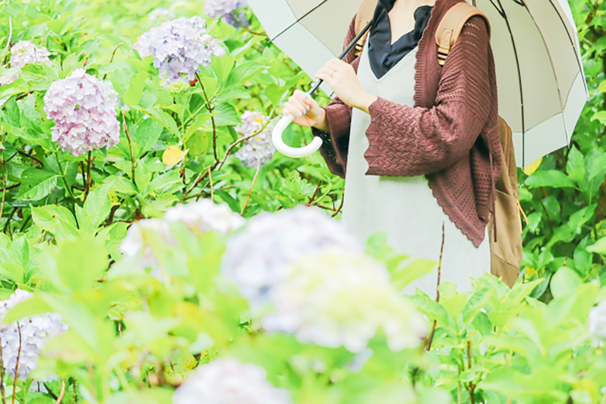 雨と紫陽花